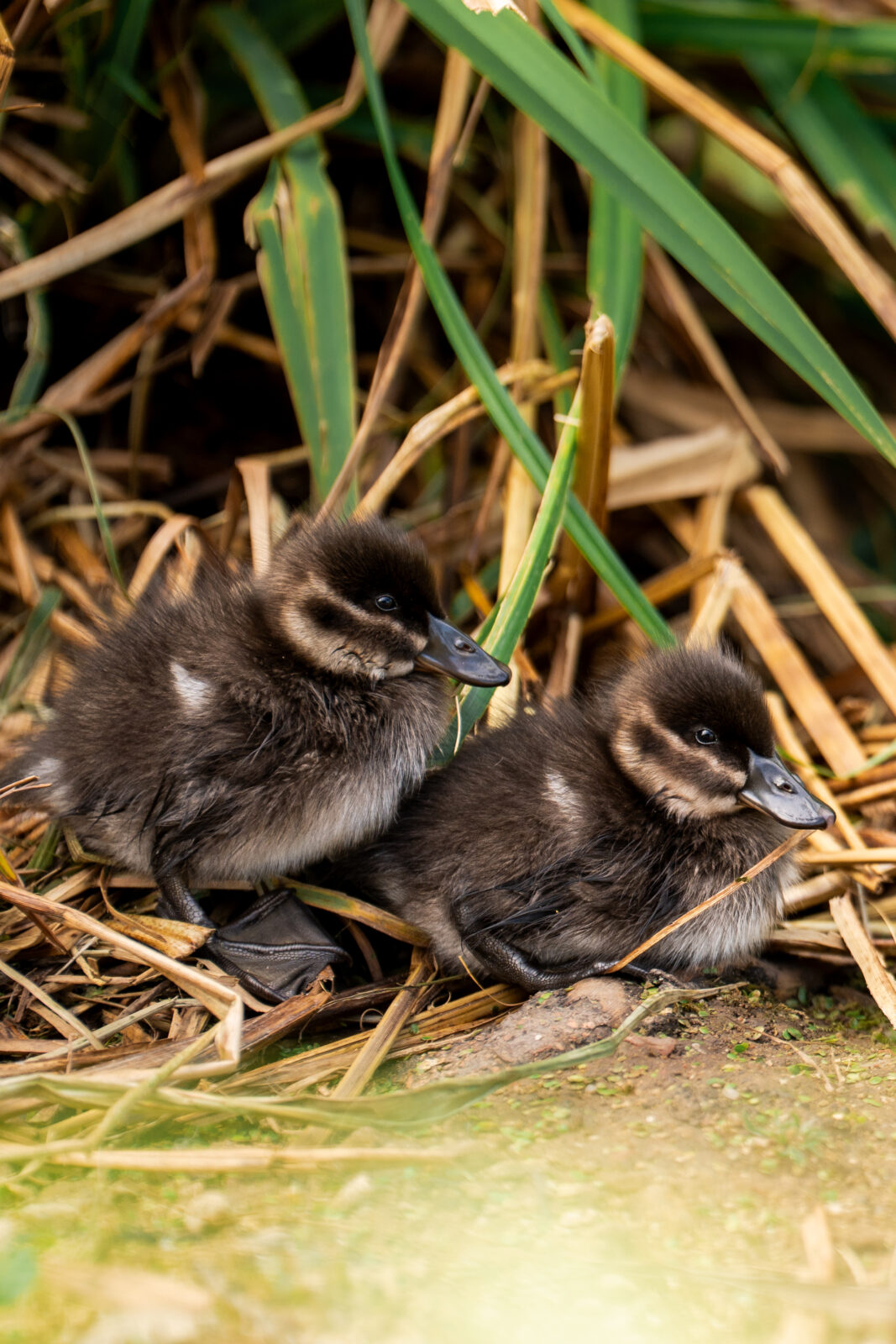 rare african ducks chester zoo