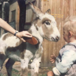 Ralph the Donkey