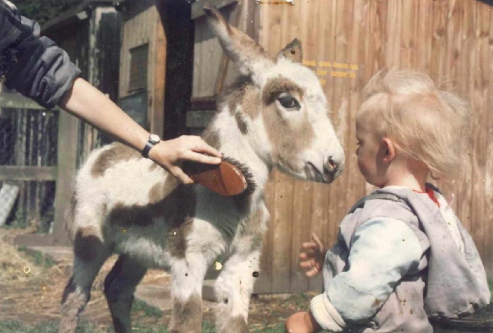Ralph the Donkey