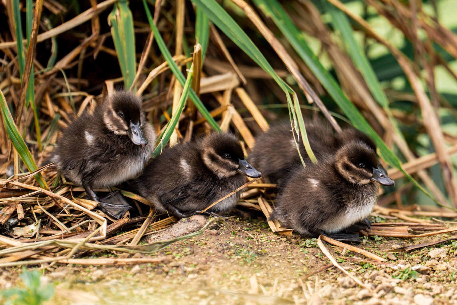 rare african ducklings hatched at chester zoo