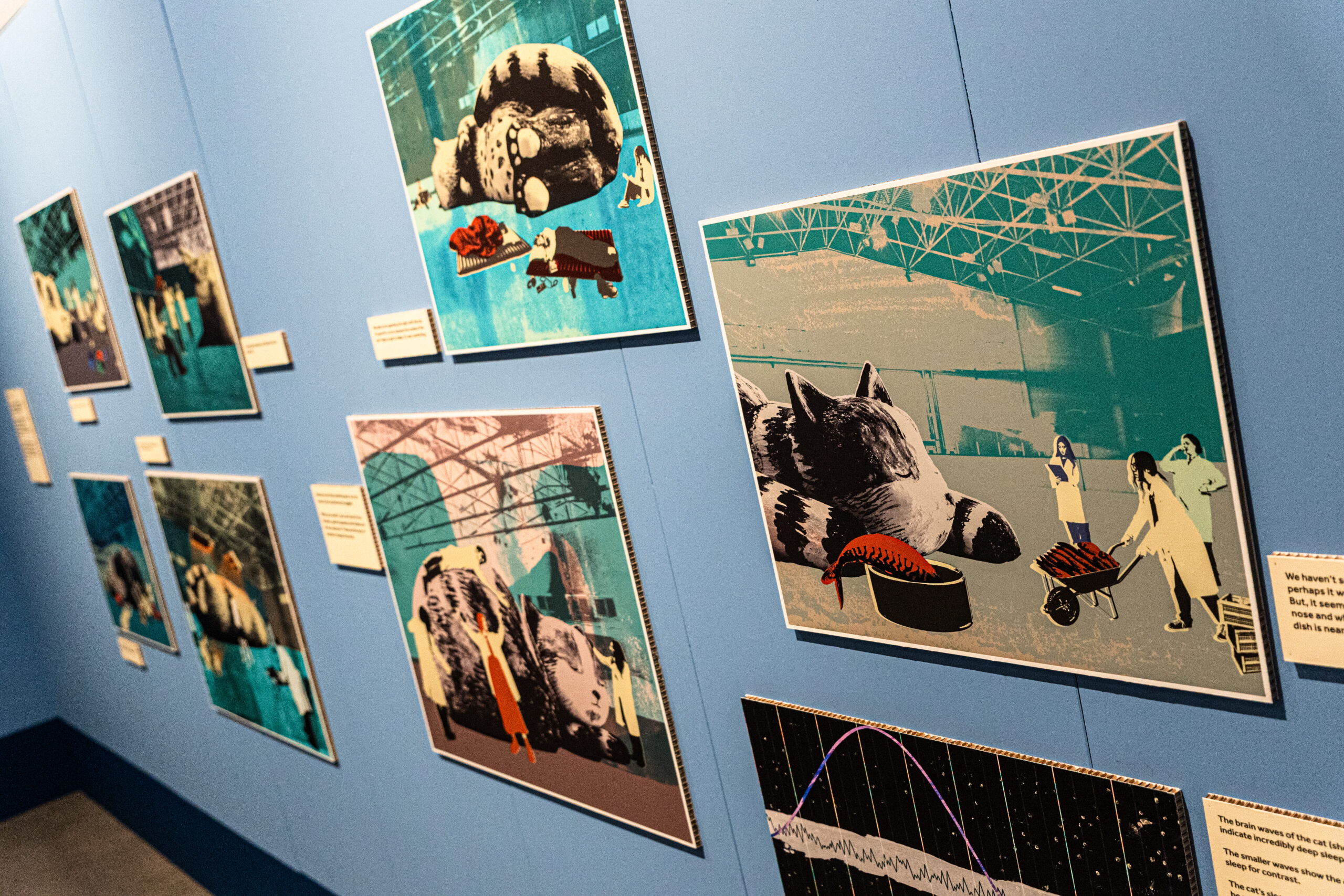 This free cat exhibition is taking place in Manchester Museum for two months / Credit: Supplied