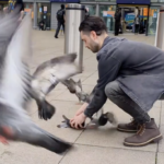 The man saving Manchester's city pigeons from 'stringfoot'