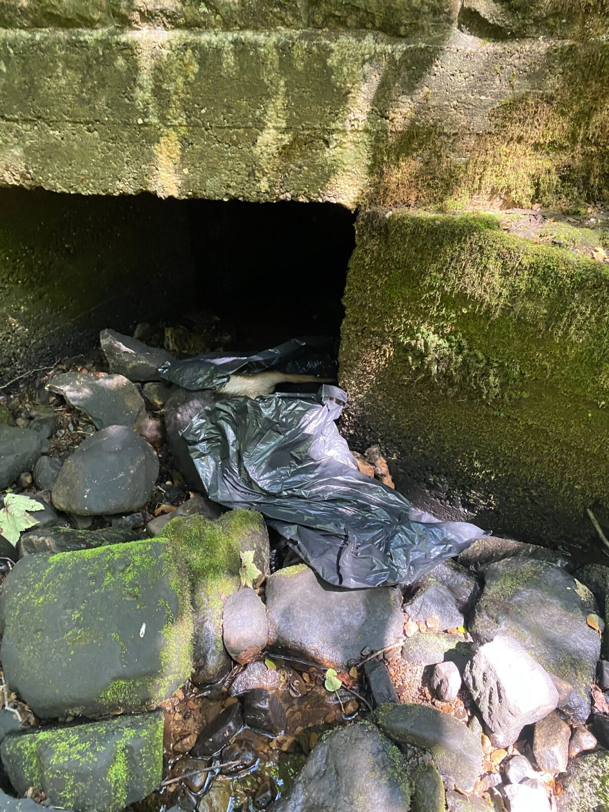 The RSPCA has issued an appeal after a young German Shepherd was found weighed down with rocks in a river