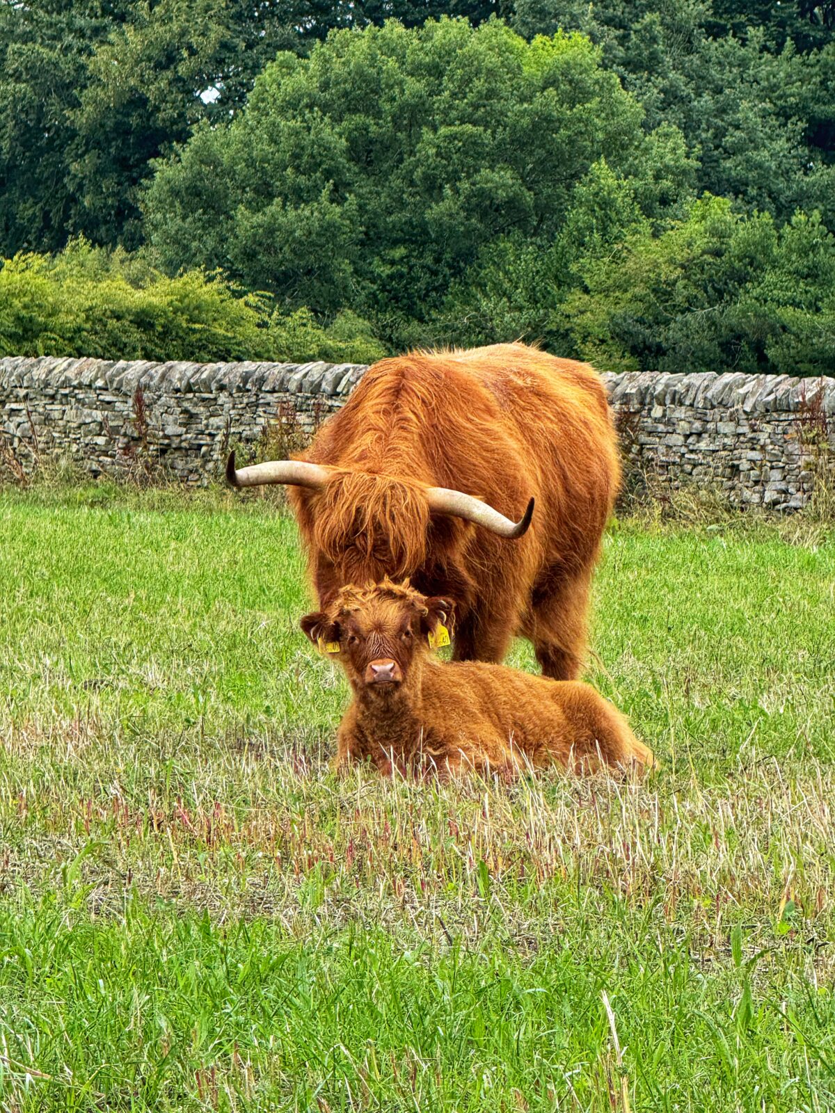 See the Highland Cows in the Peak District