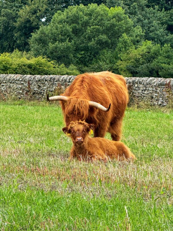 See the Highland Cows in the Peak District