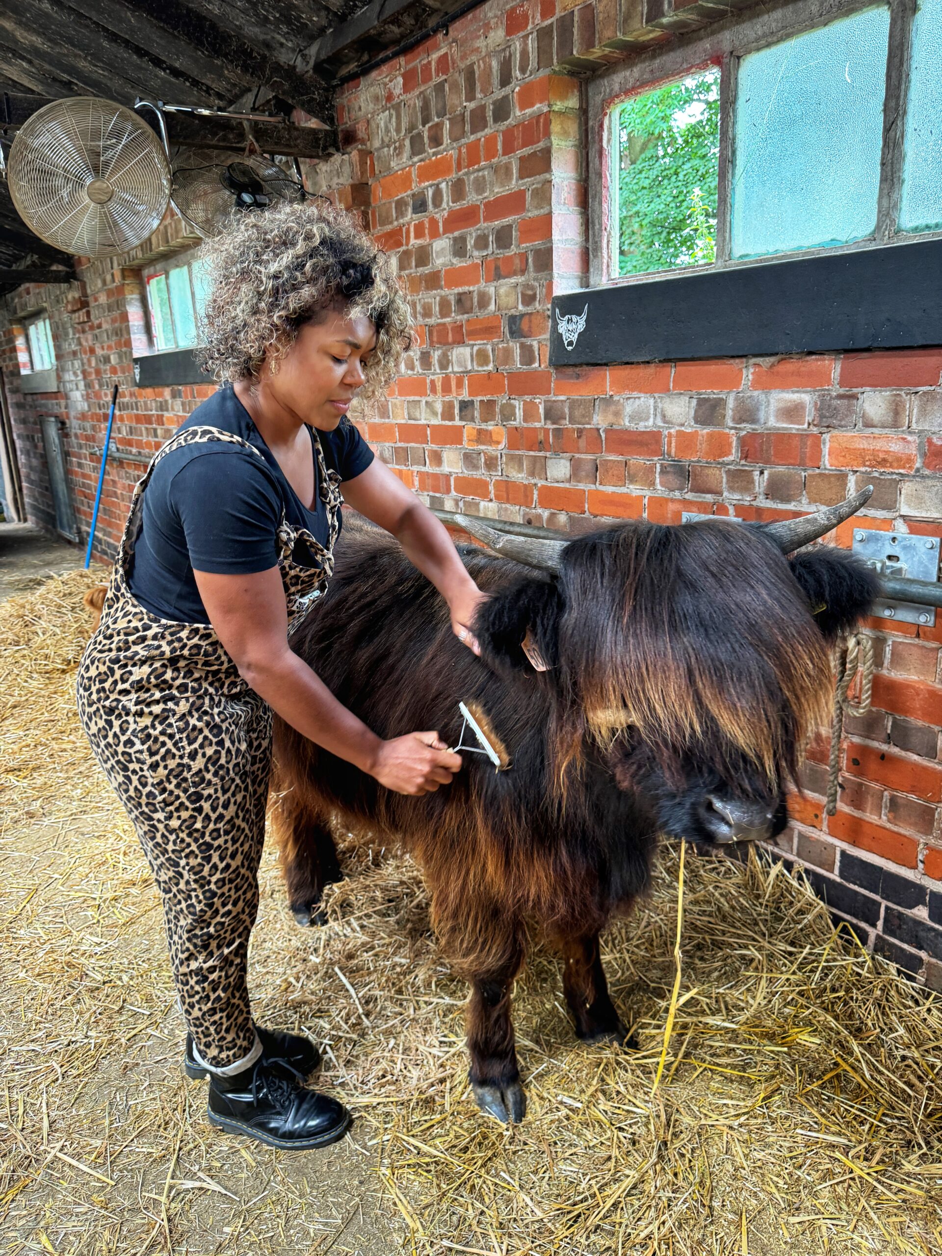 Grooming the Highland Cows
