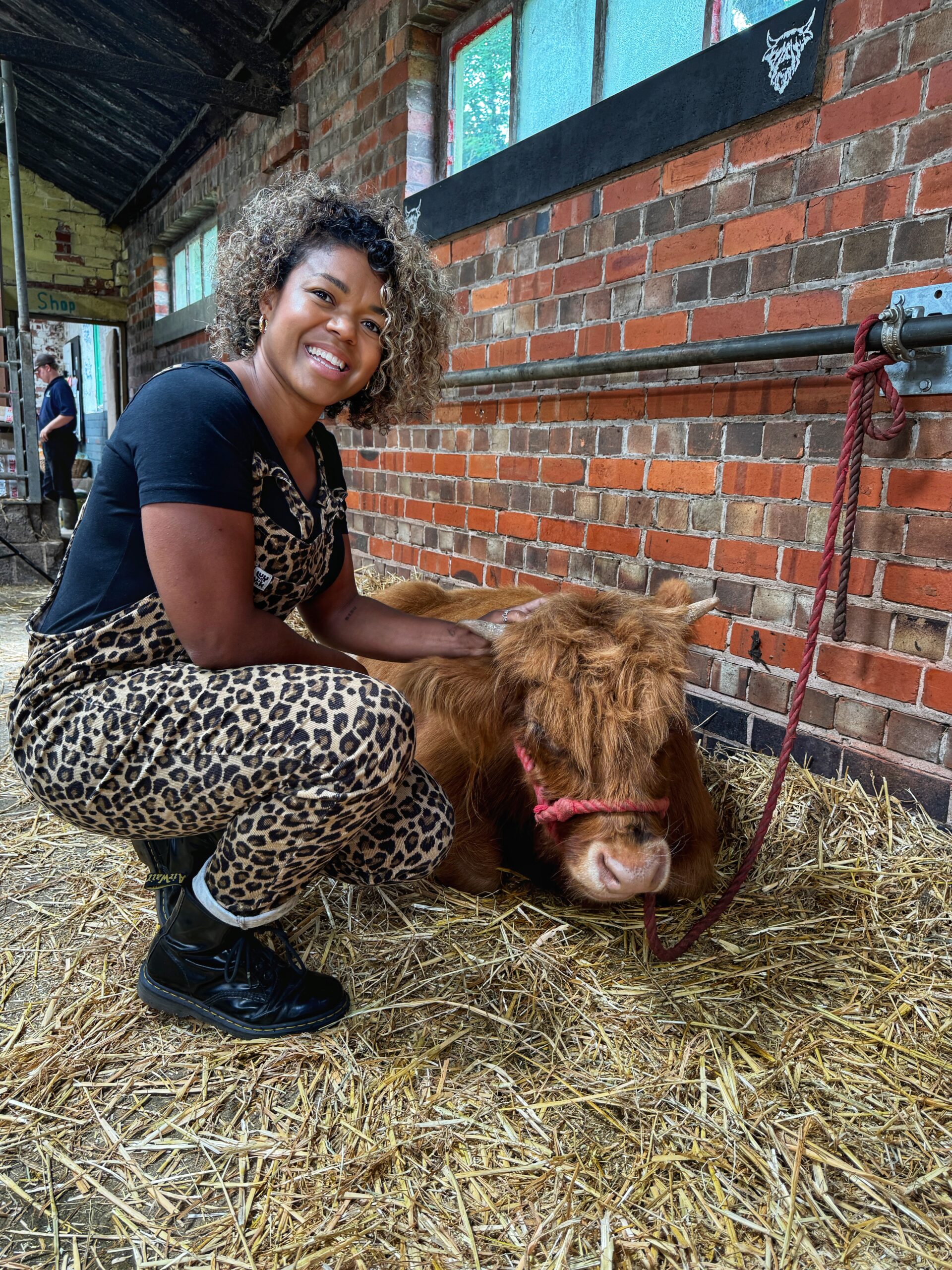 Highland Cow meet and greet