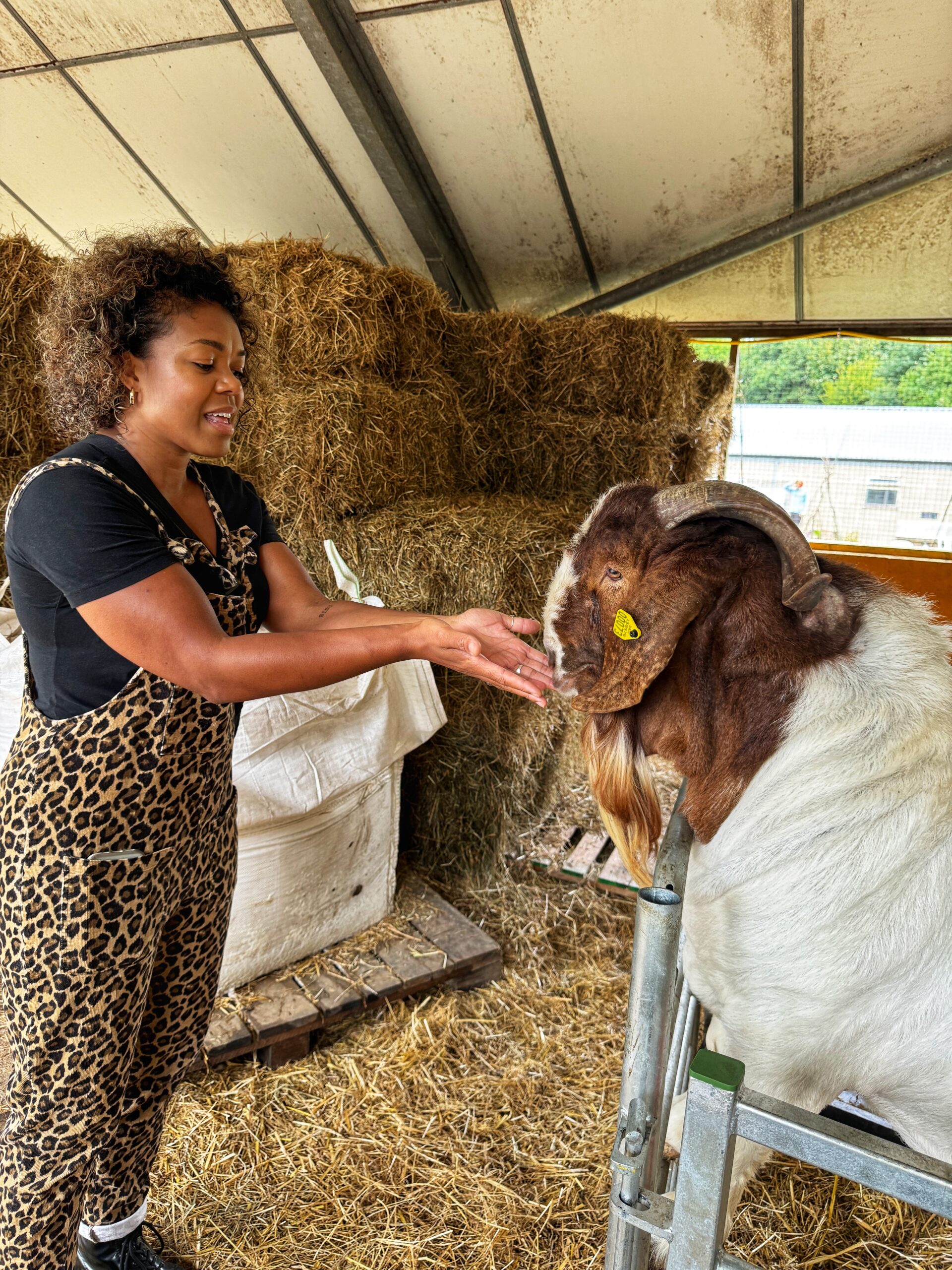 See the farm animals up close