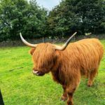 Highland Cows of the Peak Experiences