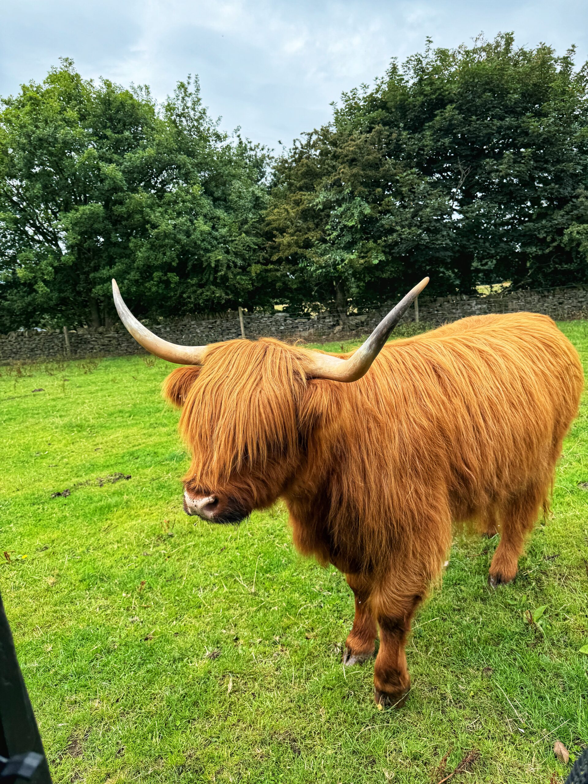 Highland Cows of the Peak Experiences