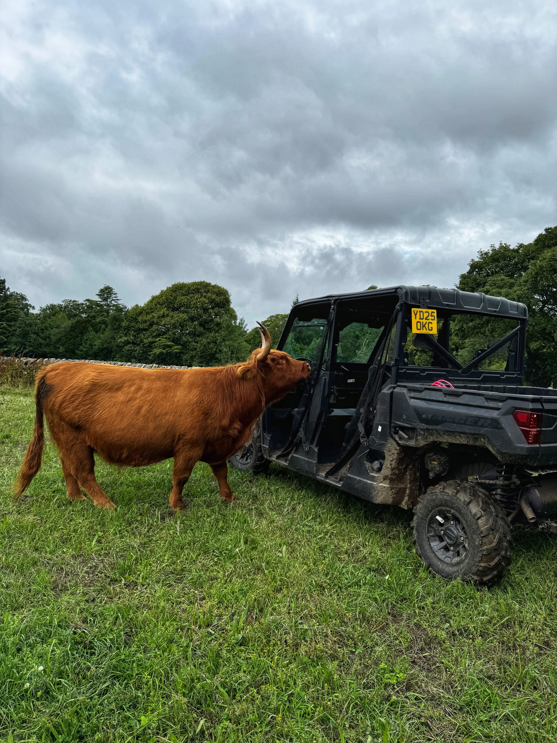 Highland Cows of the Peak Experiences