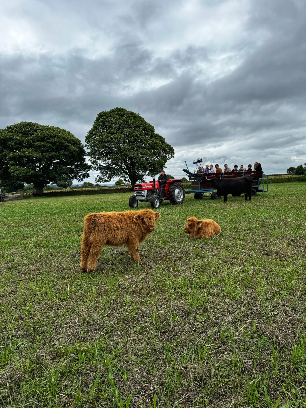 Highland Cows of the Peak Experiences
