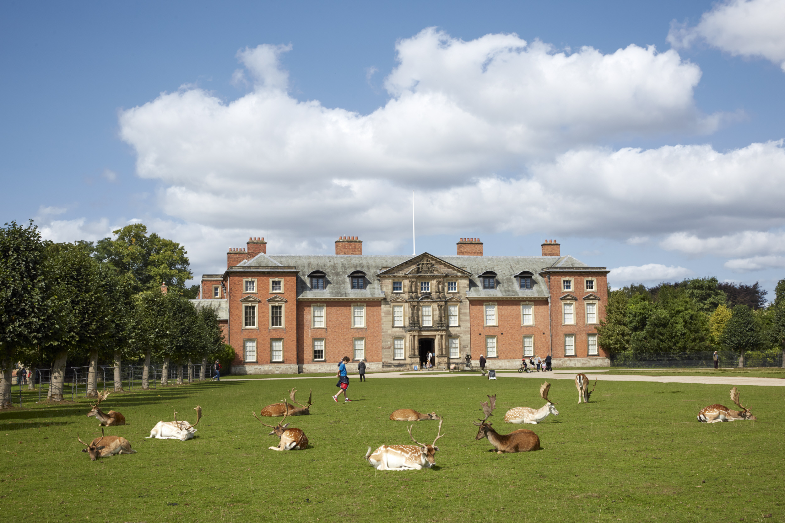 Deer resting on the lawn at Dunham Massey. Credit: Arnhel de Serra