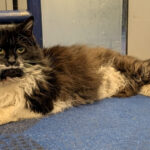 Adventurous cat caught taking a train from Yorkshire to Manchester Airport
