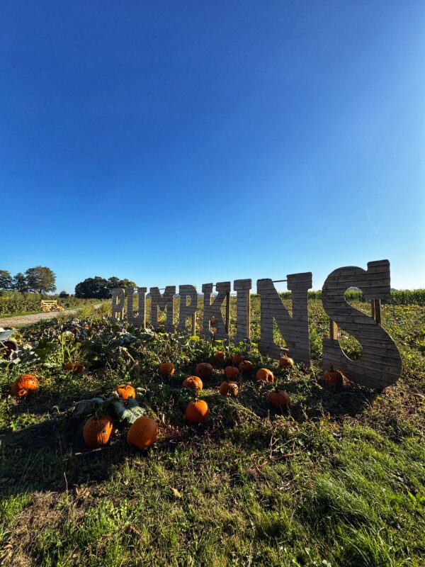 Kenyon Hall Farm pumpkin festival