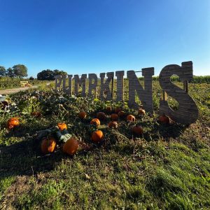 The best places to go pumpkin picking near Manchester this autumn