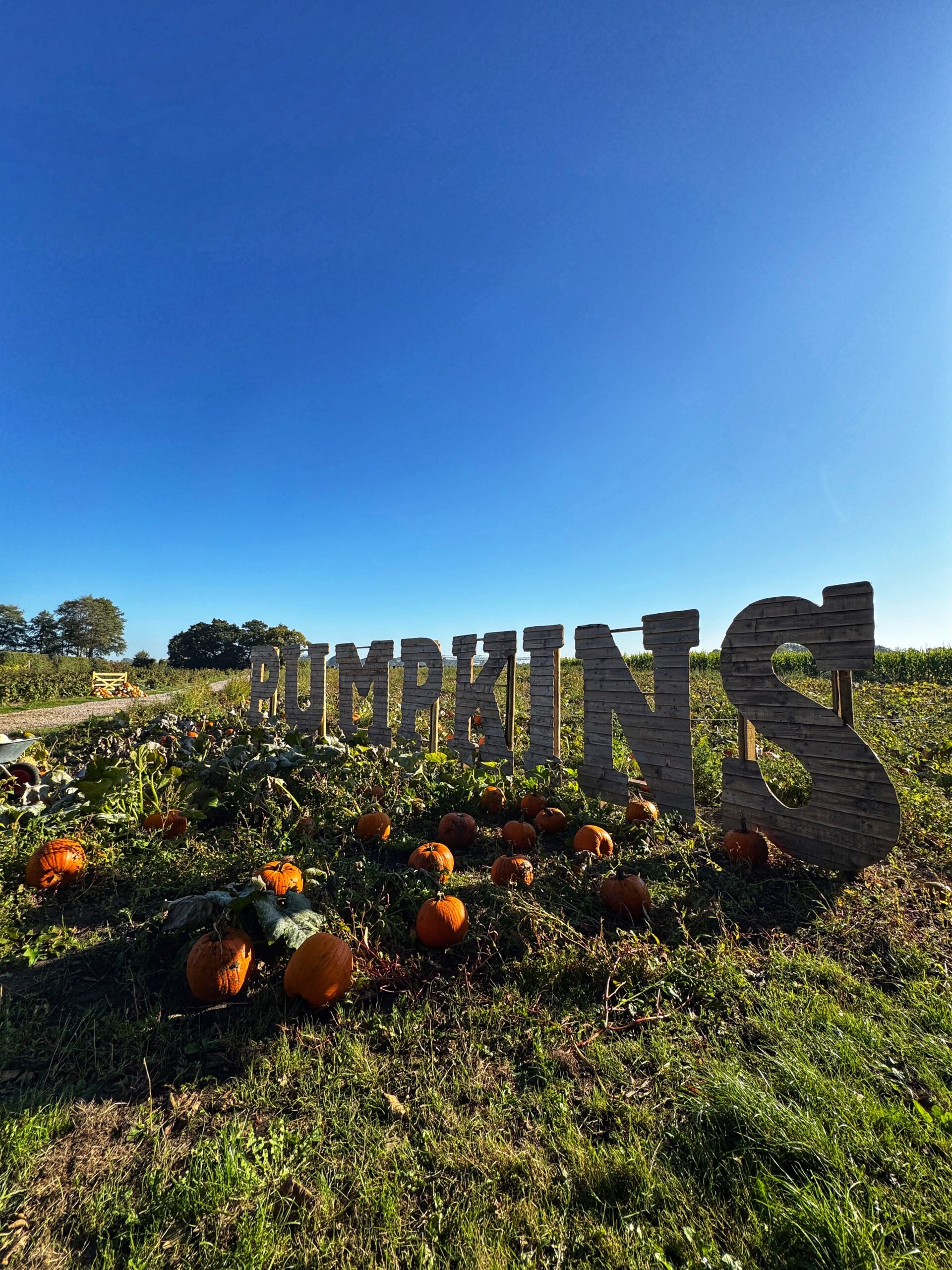 Kenyon Hall Farm pumpkin festival