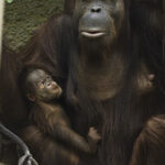 A rare Bornean organutan has been born at Chester Zoo