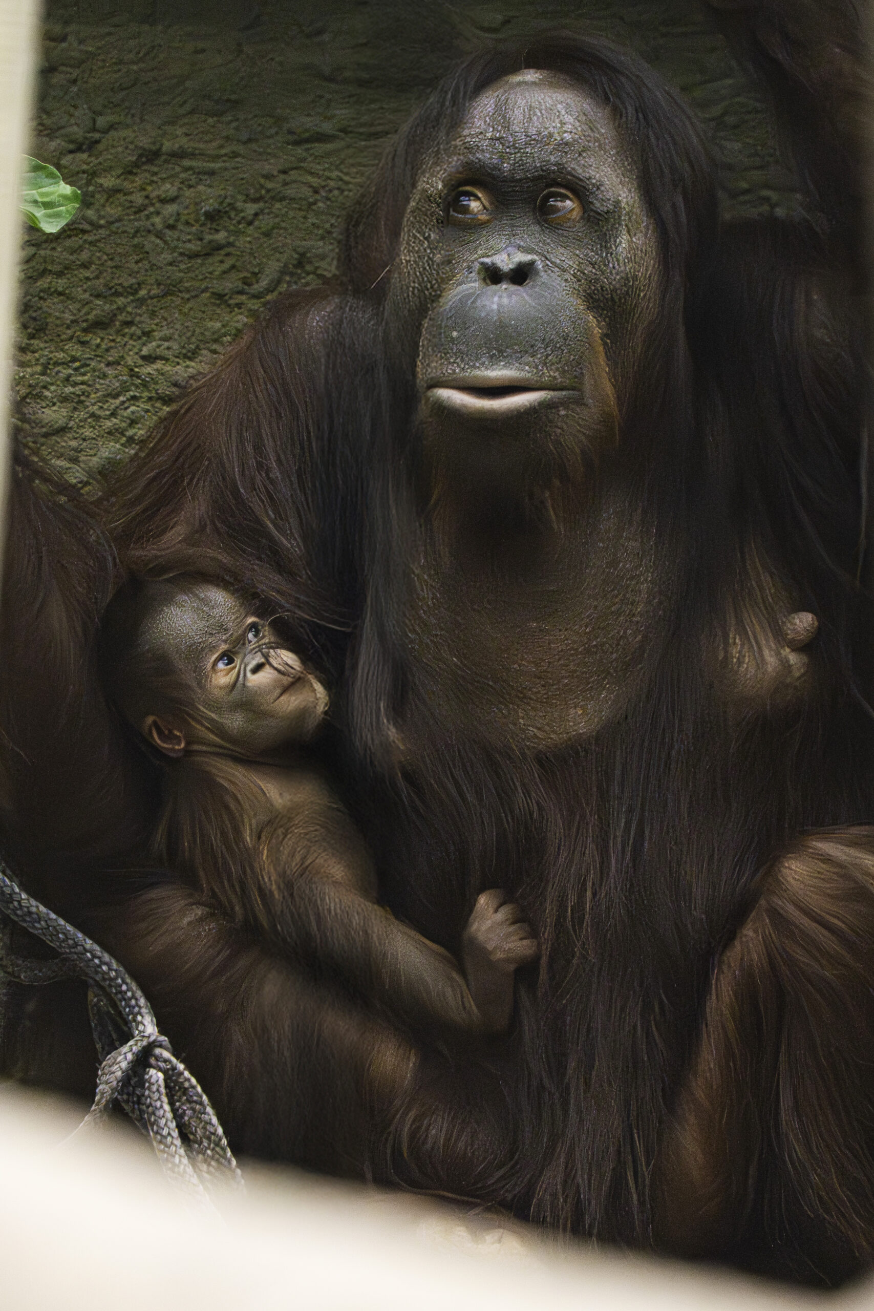 A rare Bornean organutan has been born at Chester Zoo