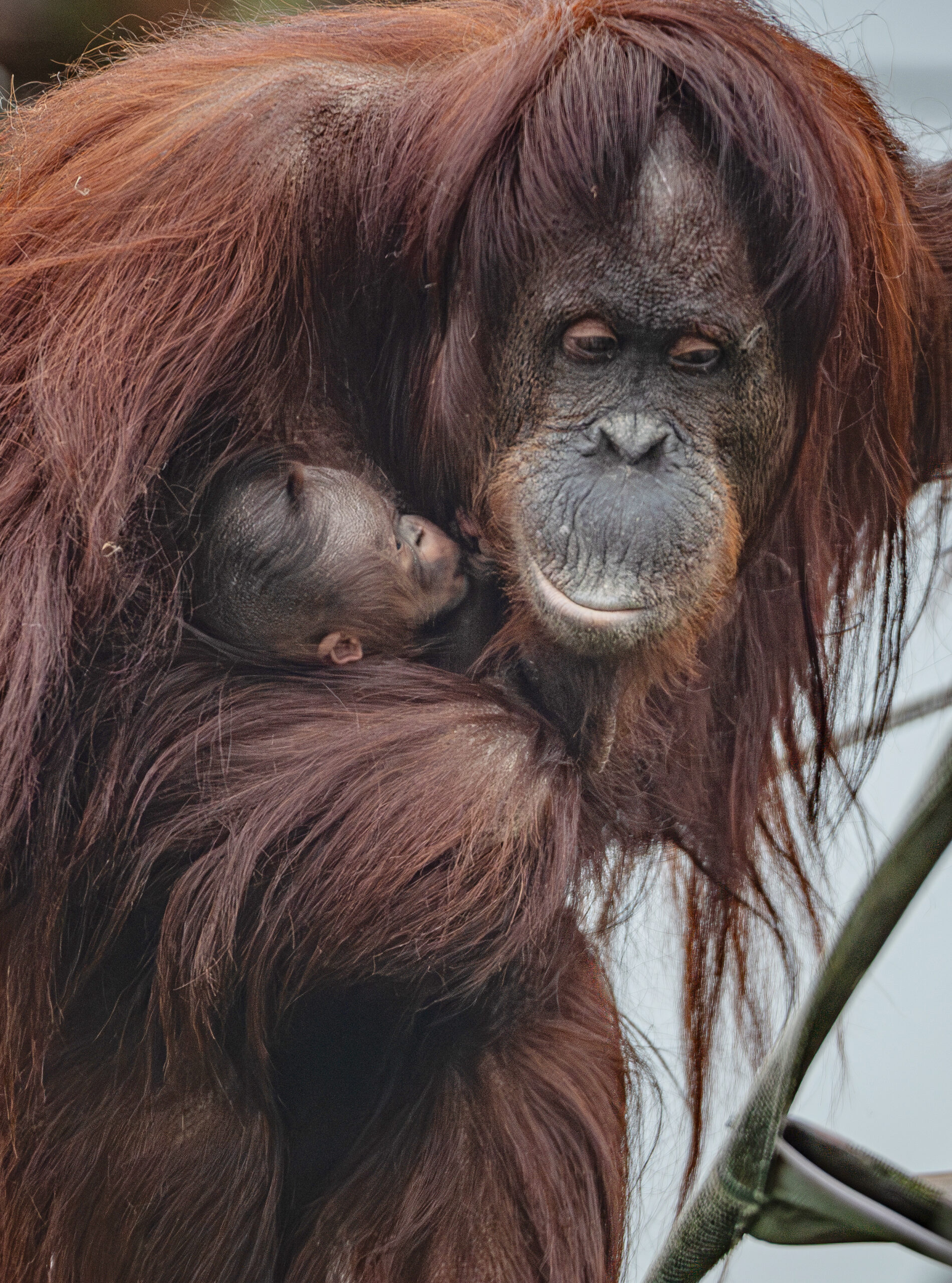 A rare Bornean organutan has been born at Chester Zoo