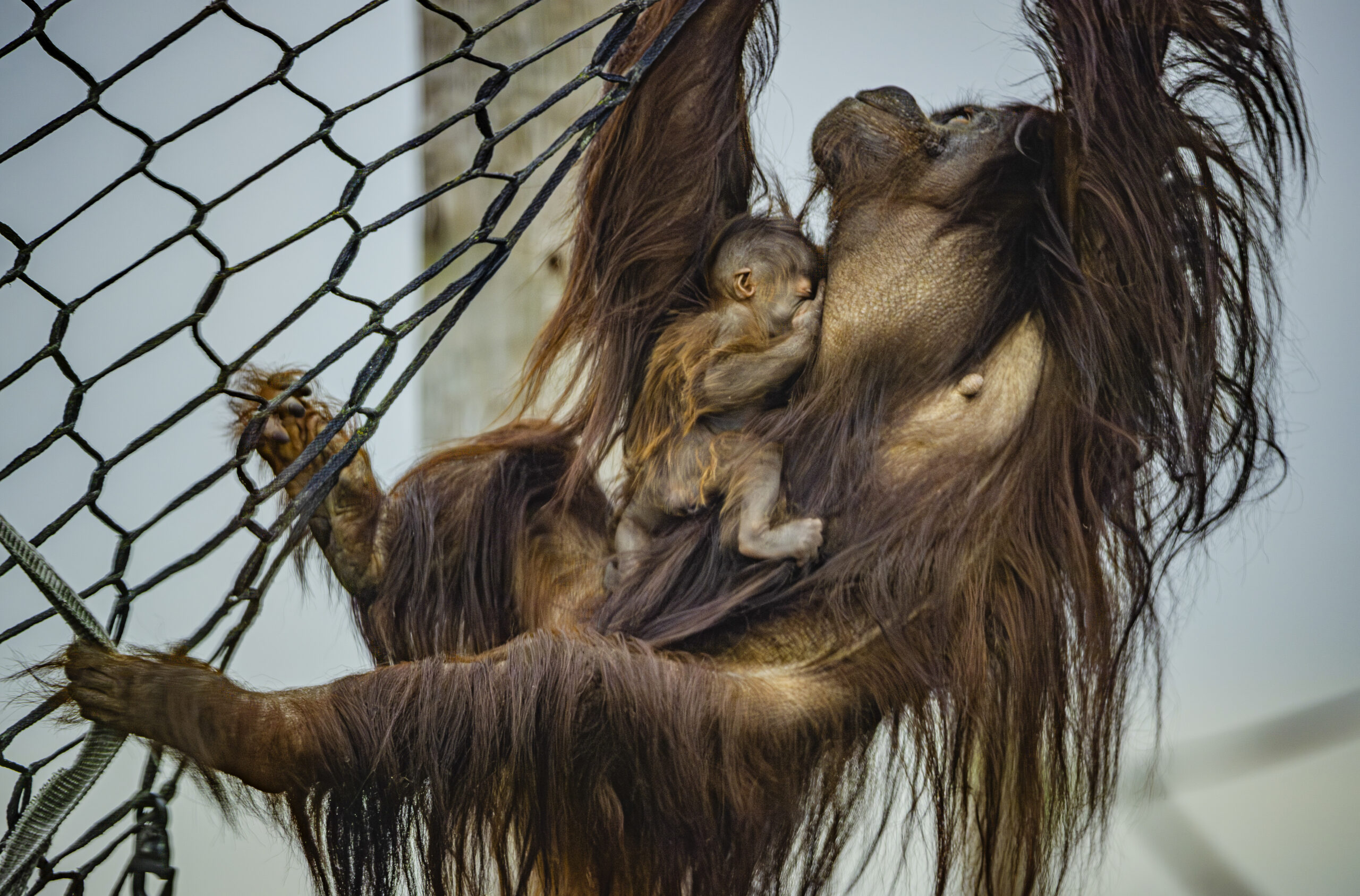 A rare Bornean organutan has been born at Chester Zoo