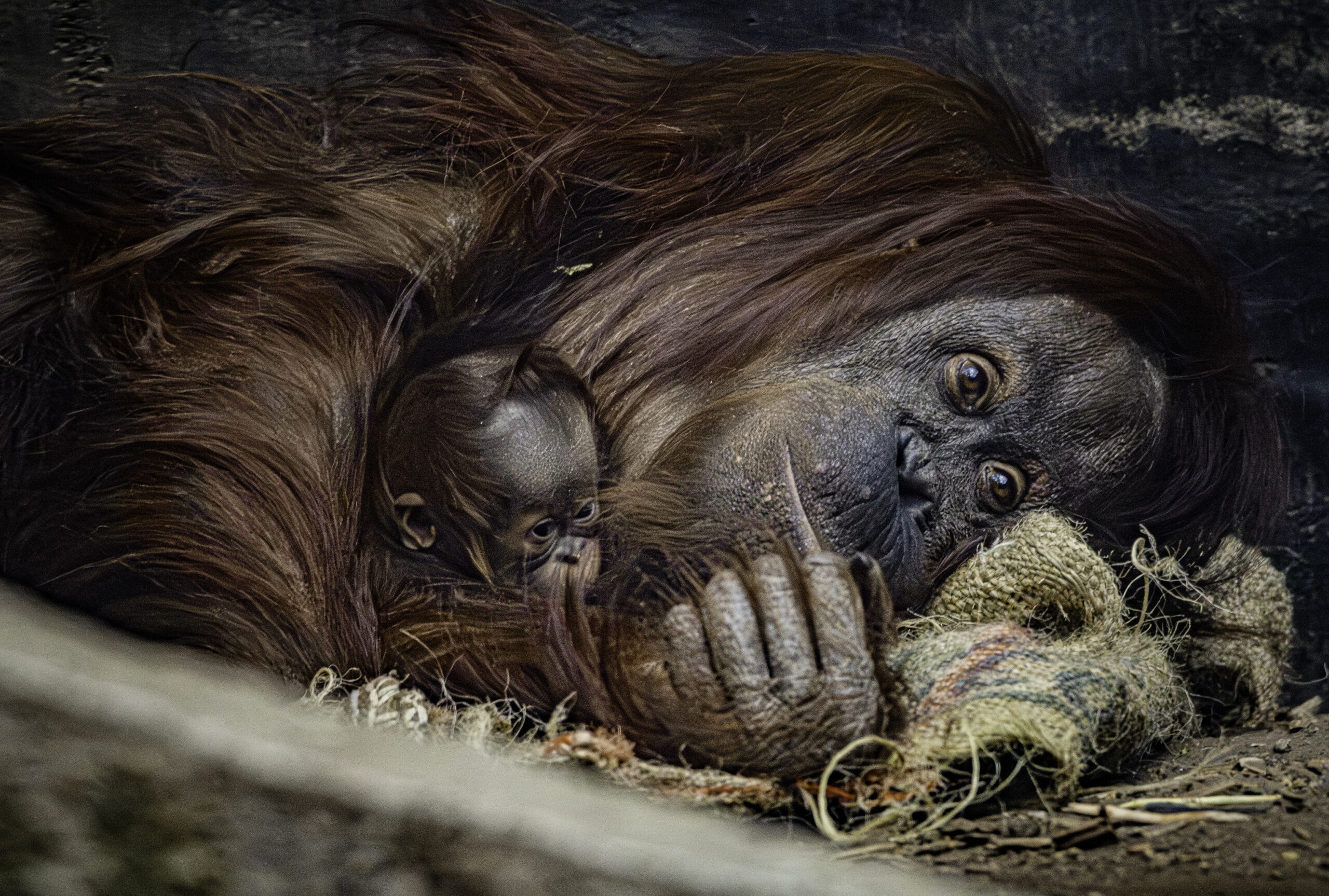 A rare Bornean organutan has been born at Chester Zoo