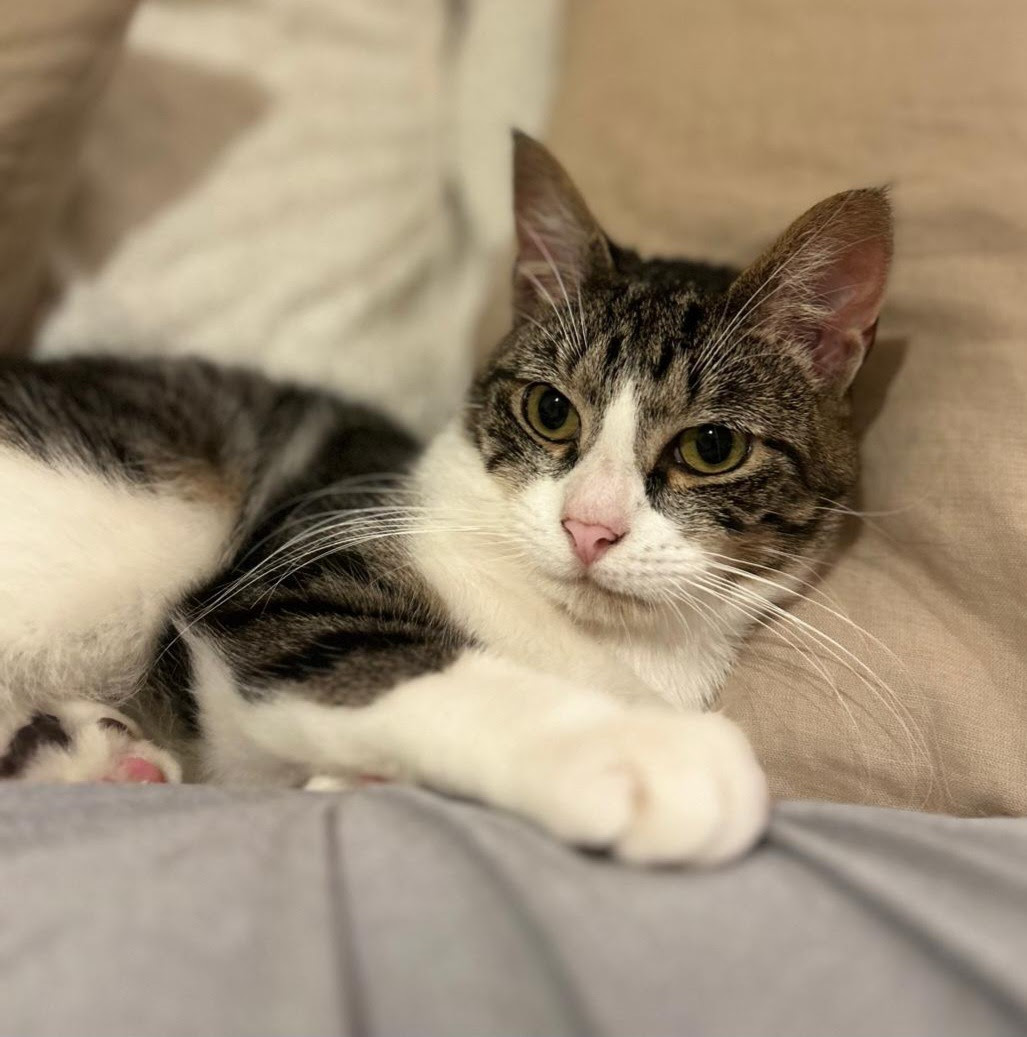 The RSPCA has issued an urgent 'Adoptober' plea with a record 1,700 cats needing homes
