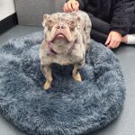 Watch the heart-warming moment rescue cats and dogs are gifted cosy beds ahead of Bonfire Night