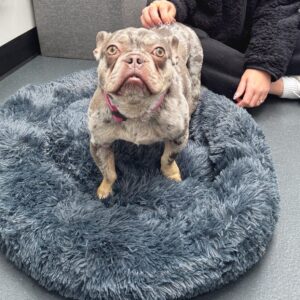 Watch the heart-warming moment rescue cats and dogs are gifted cosy beds ahead of Bonfire Night