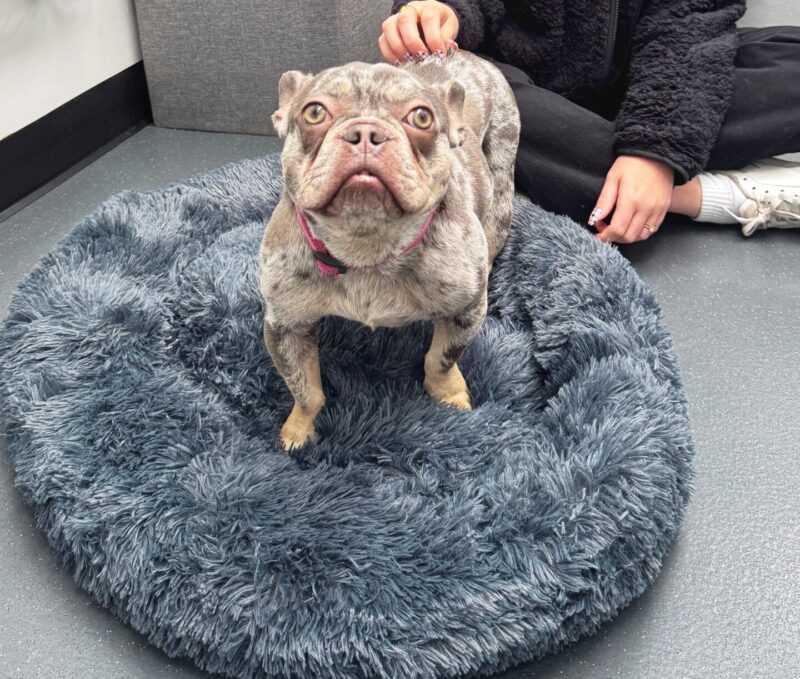 Watch the heart-warming moment rescue cats and dogs are gifted cosy beds ahead of Bonfire Night