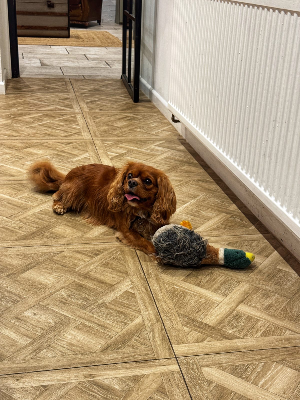 The Bodorgan Inn is dog-friendly too (this is Tiger)