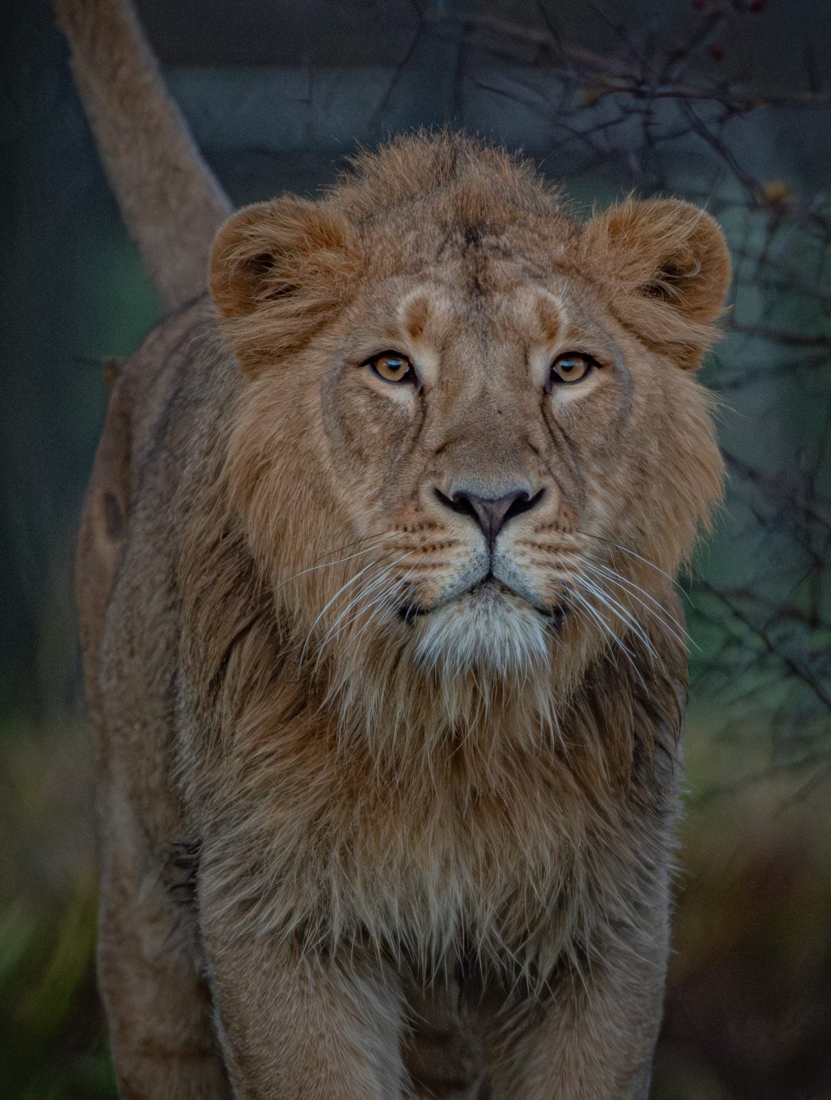 World's rarest lions at Chester Zoo