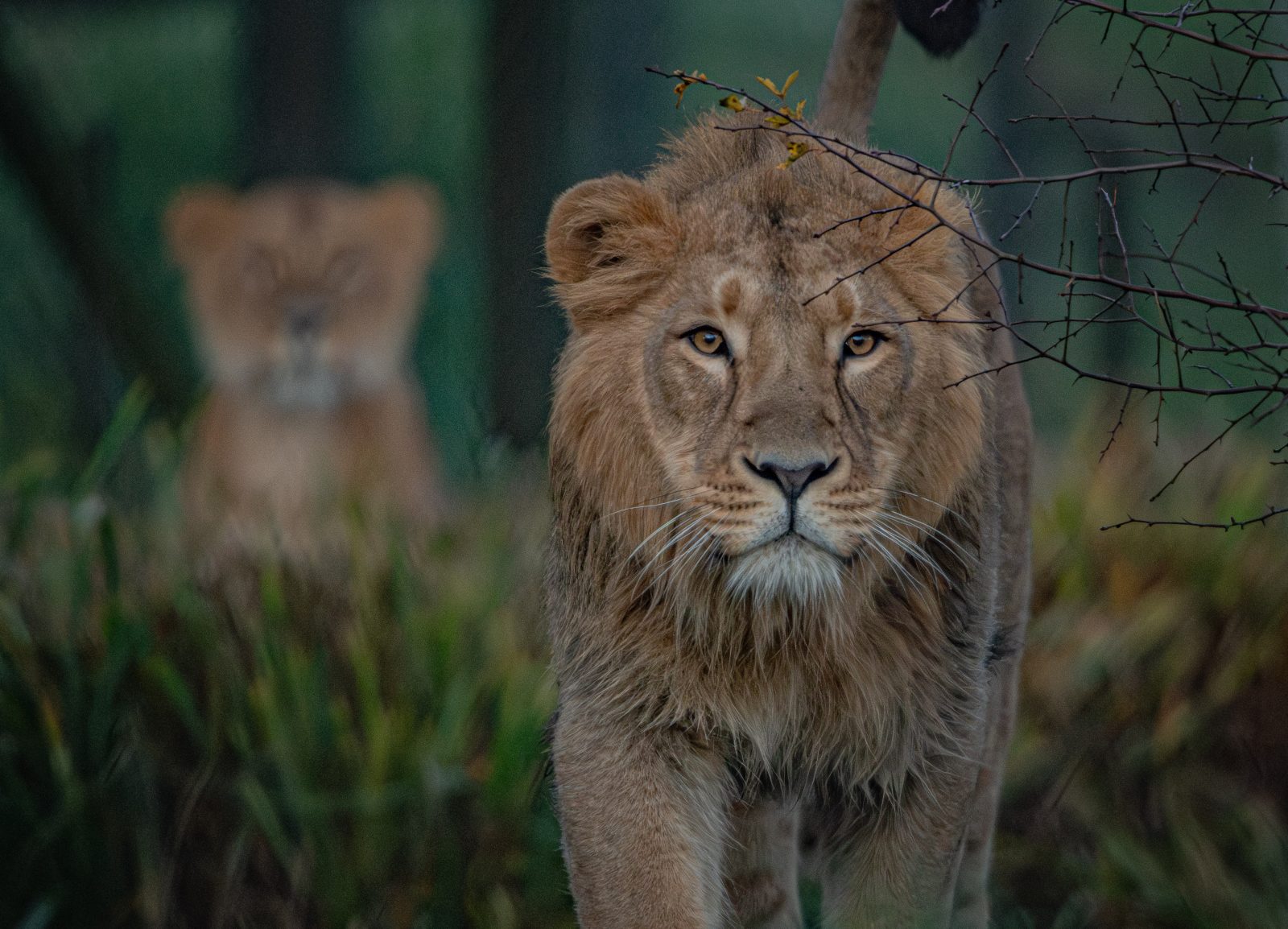World's rarest lions at Chester Zoo