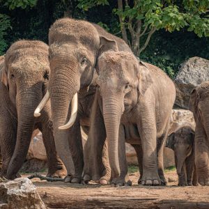Chester Zoo elephants
