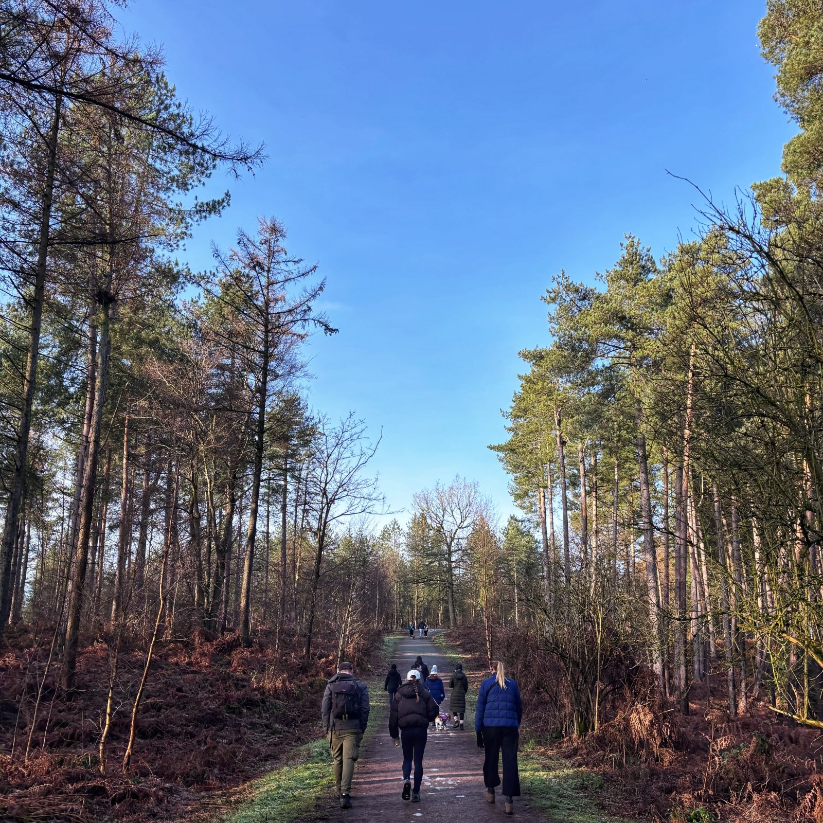 delamere forest walks