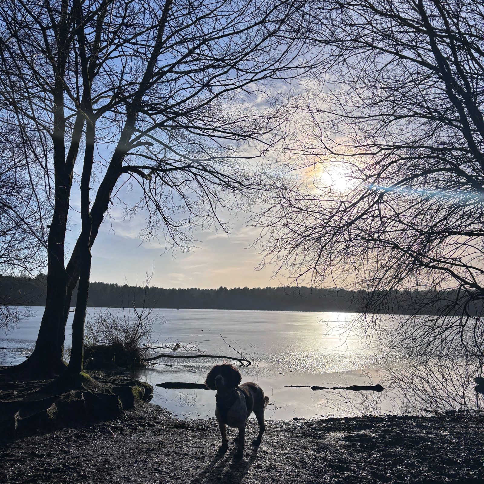 dog friendly walking routes in the north west