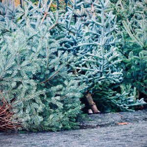Recycling Christmas trees