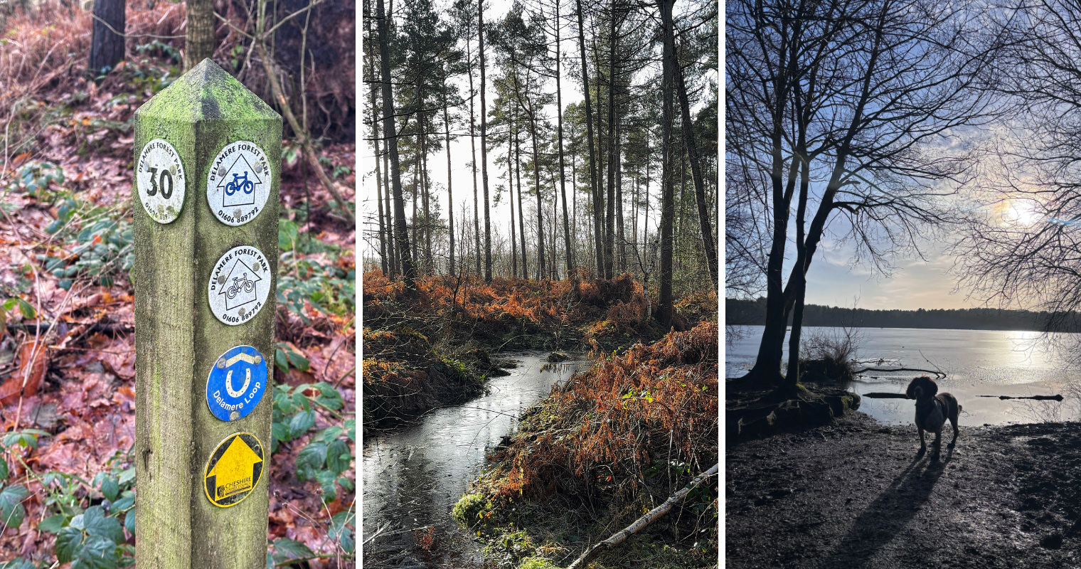 Whitemoor Trail walking routes Delamere Forest Cheshire