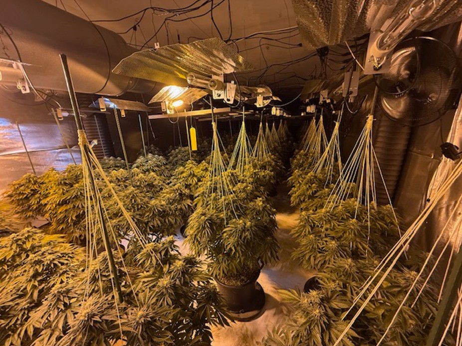 Cannabis farm in Radcliffe