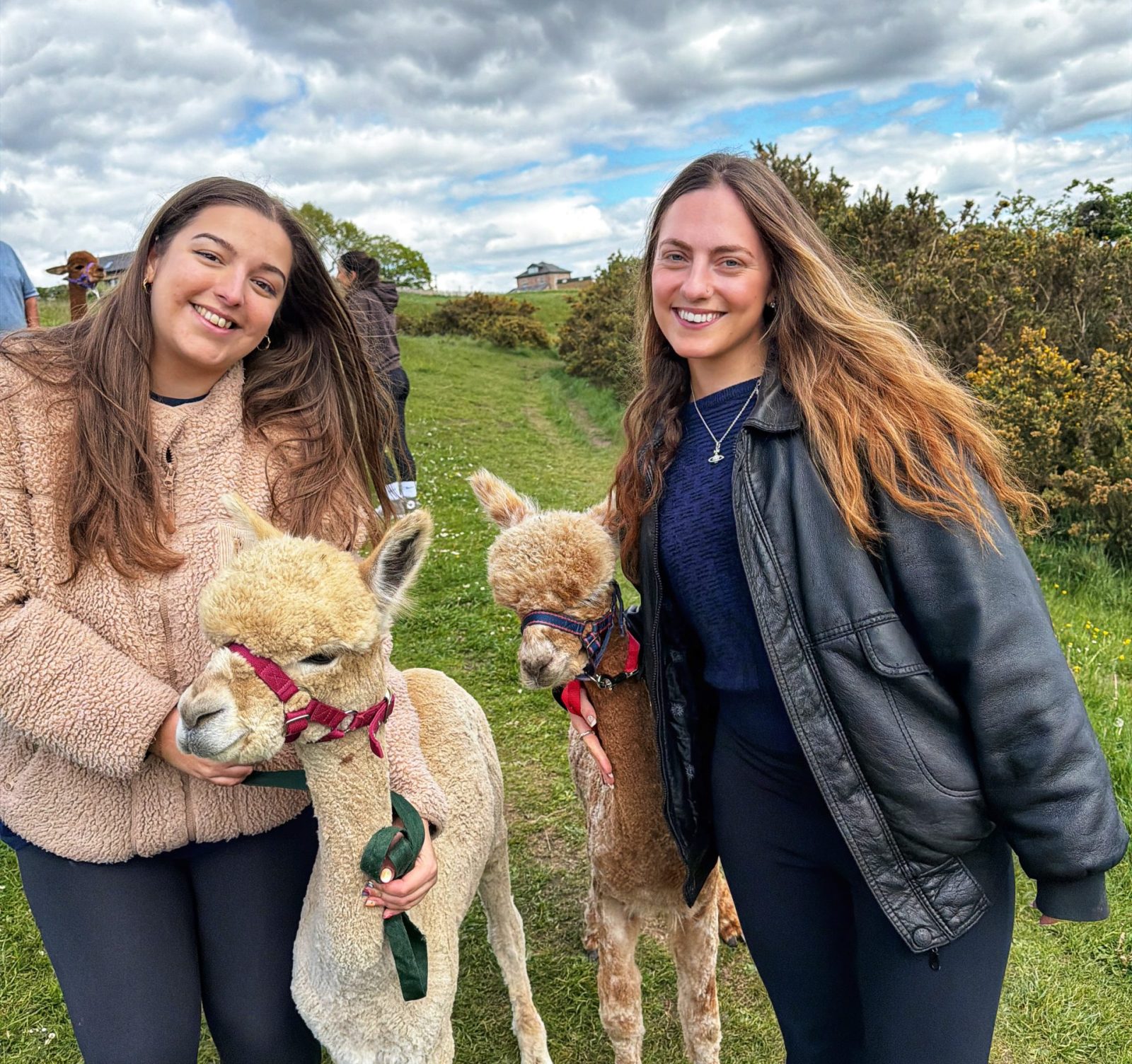 Meadowcroft Farm Alpacas