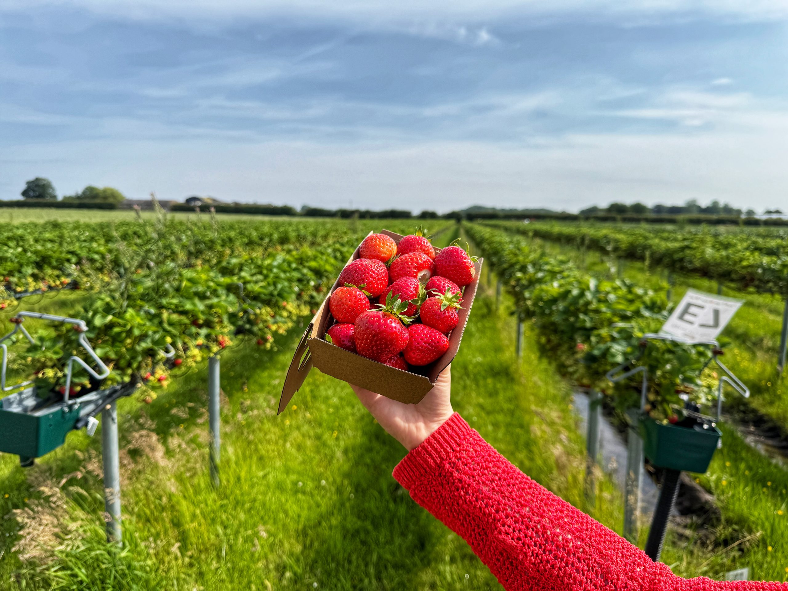 Strawberry picking at Kenyon Hall Farm