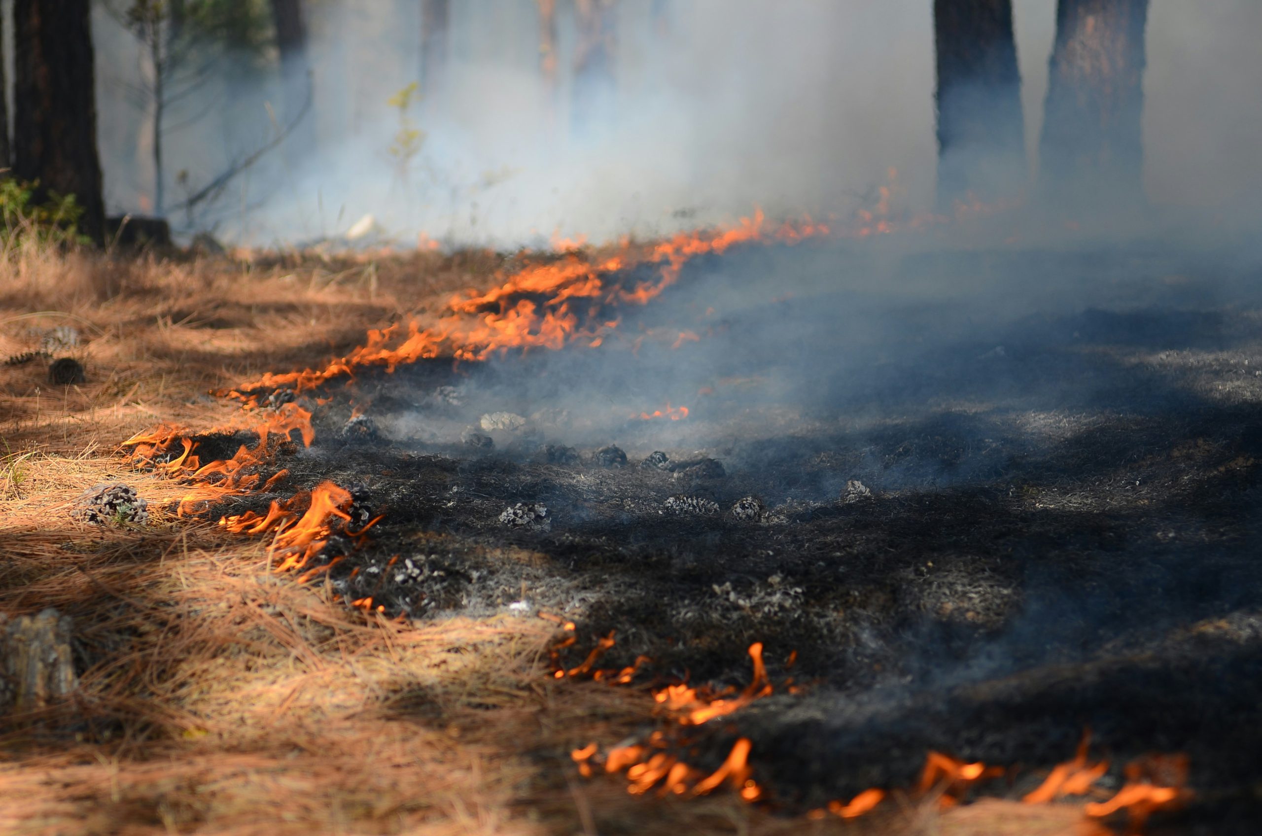 Wildfire on the moors