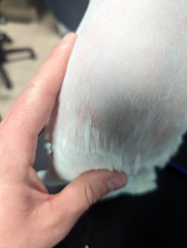 Luthien was plucked by her owner