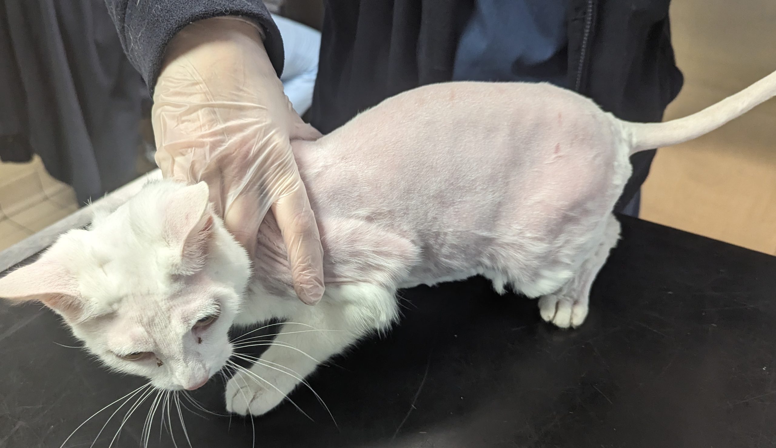Luthien the cat was held down and PLUCKED by her owner, the RSPCA has said