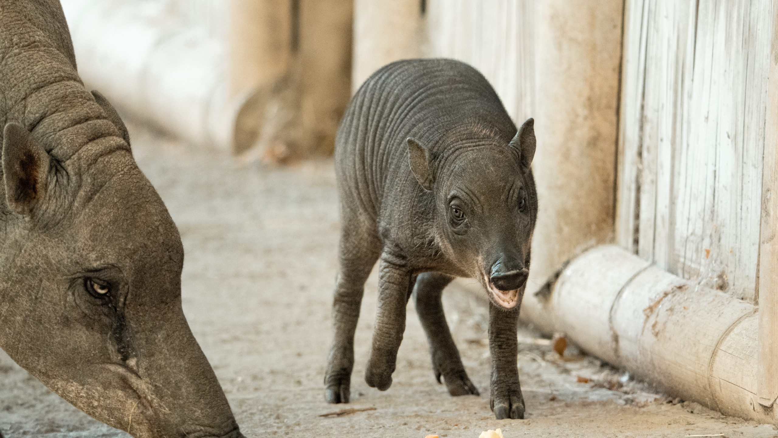 Rare endangered baby pig born at Chester Zoo