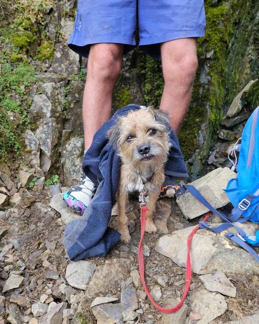 Teddy the dog was part of a rescue mission in the Lake District