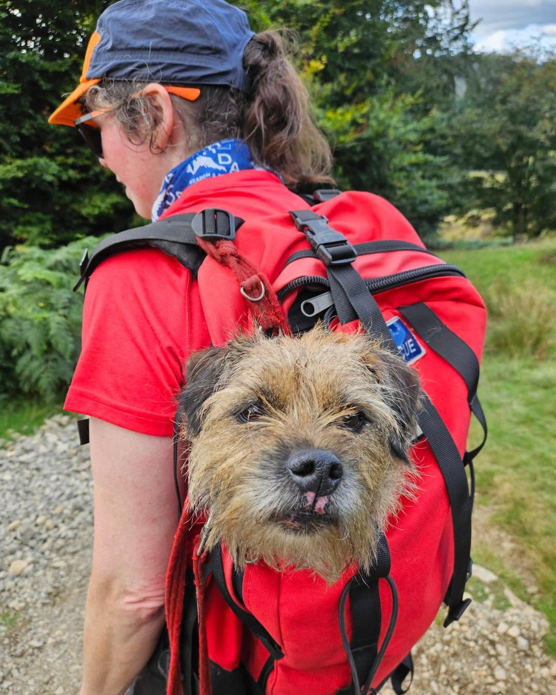 Remarkable Lake District rescue of dog missing for THREE WEEKS
