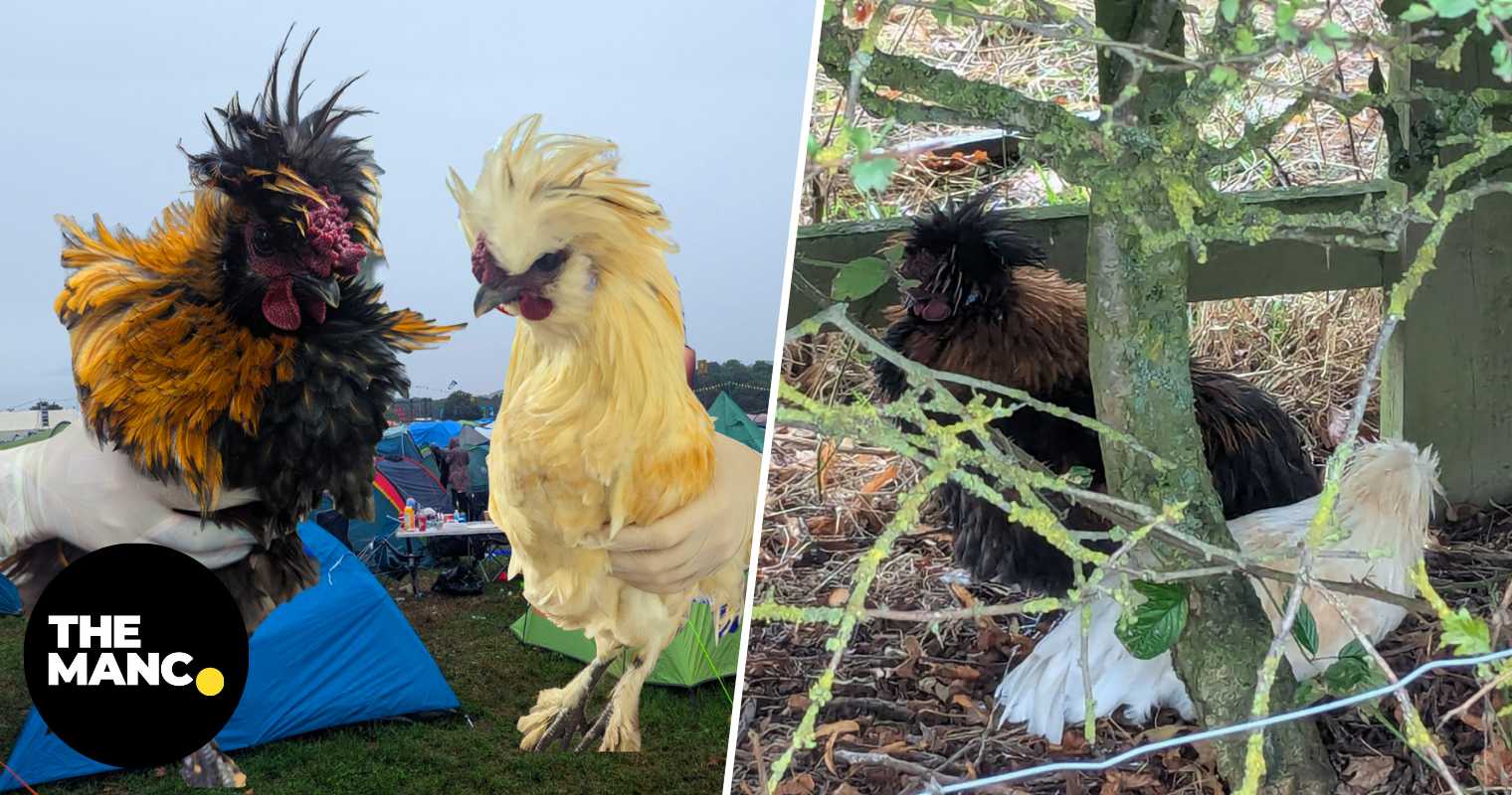 Appeal launched to find the owner of live chickens found at Creamfields festival