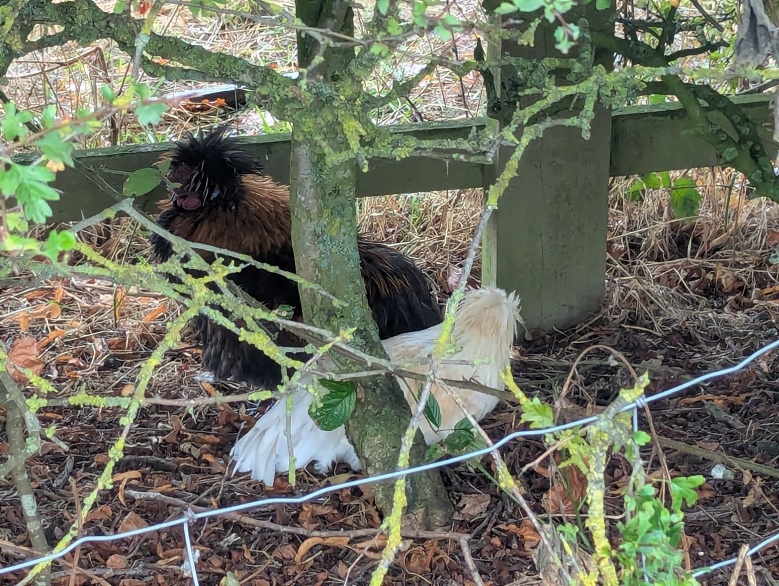 Where the chickens were discovered at Creamfields