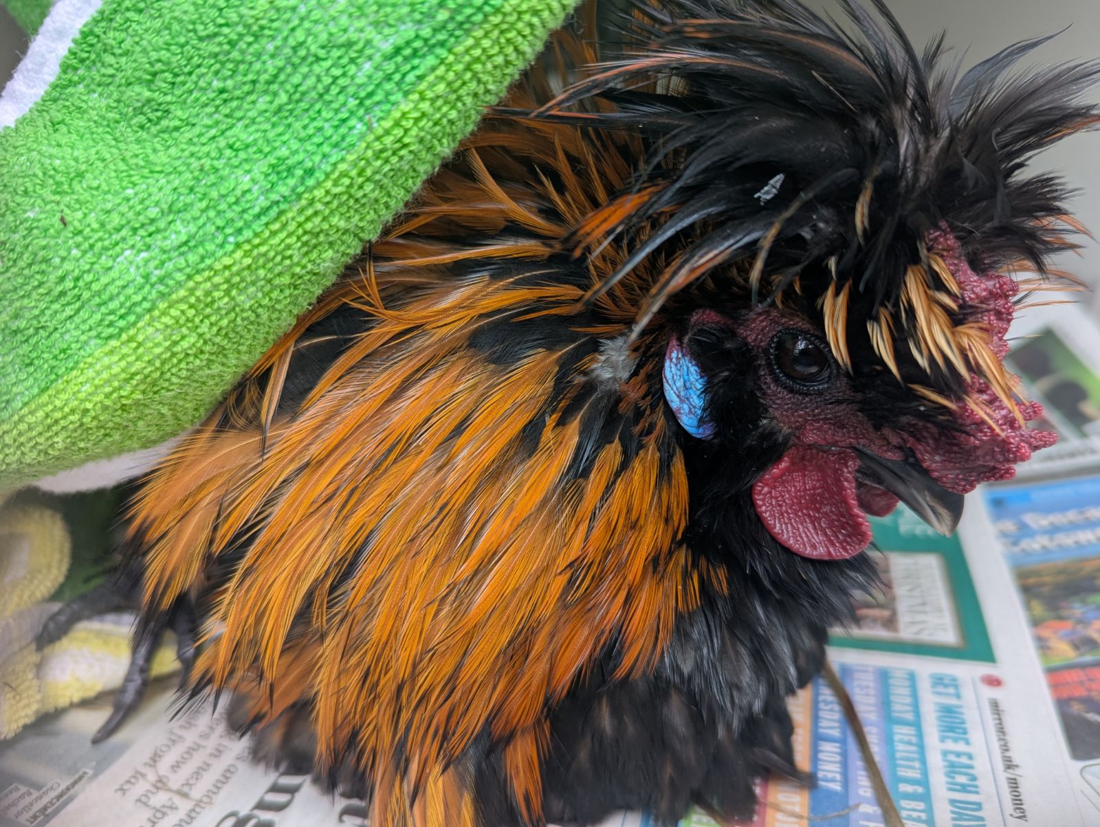 The RSPCA wants to track their owners down